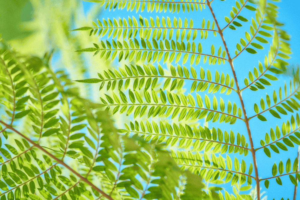 damijohnson com superhuman 25 1k